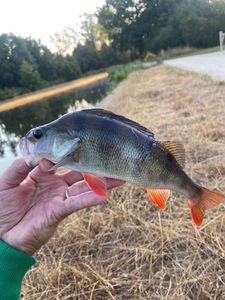 European Perch