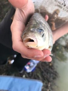 Crucian Carp
