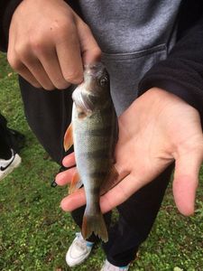 European Perch