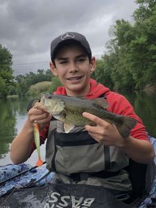 Largemouth Bass