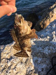 Brown Scorpionfish