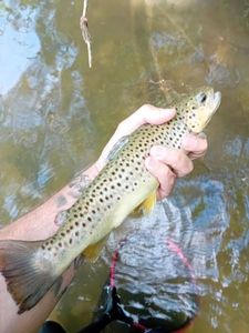 Brown Trout