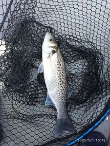 Spotted Seabass