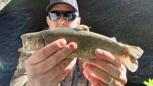 Rainbow Trout