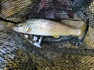 Brown Trout
