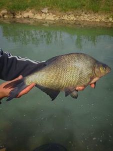 Common Bream