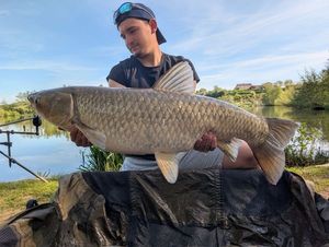 Grass Carp