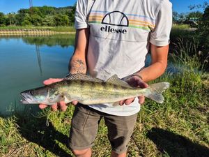 Zander