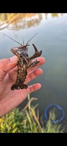 Spinycheek Crayfish