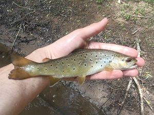 Brown Trout