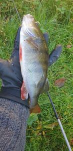 European Perch