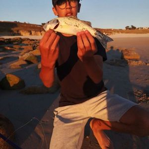 European Bass (Seabass)