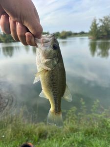 Largemouth Bass