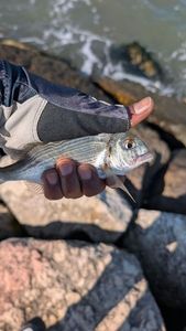 Gilthead Seabream