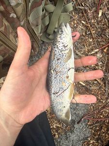 Brown Trout