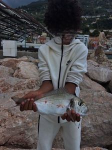 Gilthead Seabream