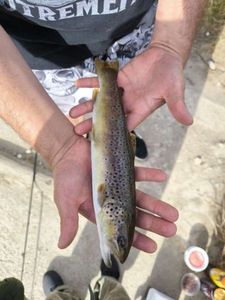 Brown Trout