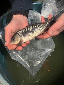 Koï Fish