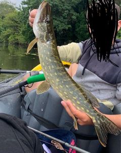 Northern Pike