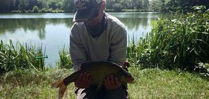 Common Bream