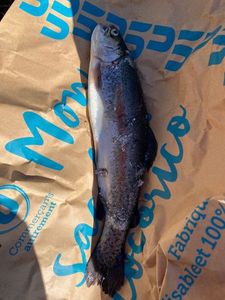 Rainbow Trout