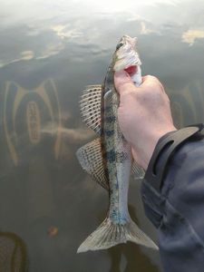 Zander