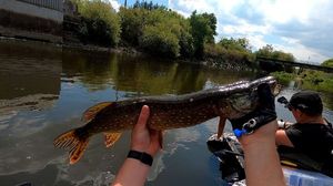 Northern Pike