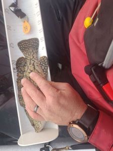 Ballan Wrasse