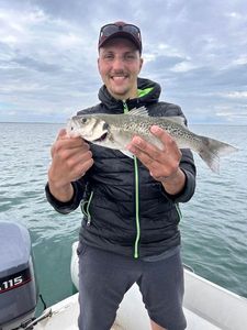 Spotted Seabass