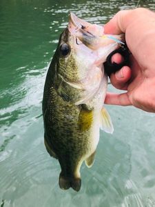 Largemouth Bass