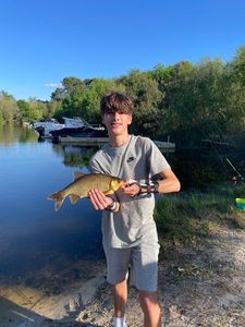 Crucian Carp