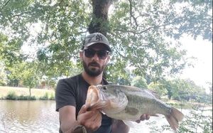 Largemouth Bass