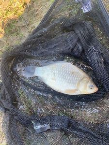 Crucian Carp