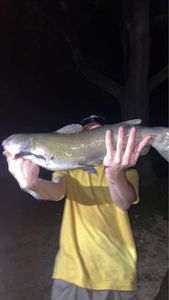 Channel Catfish