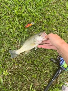 Largemouth Bass