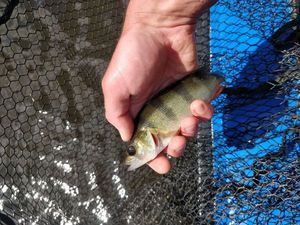 European Perch
