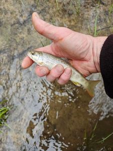 Brown Trout