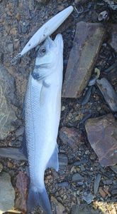 European Bass (Seabass)