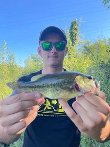 Largemouth Bass