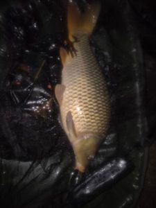 Common Carp