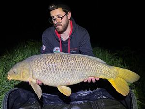 Common Carp