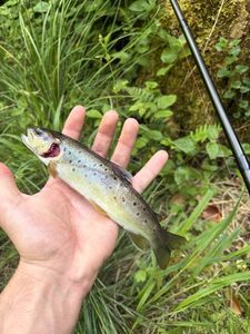 Brown Trout