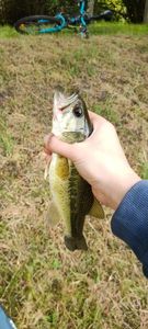 Largemouth Bass