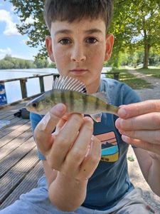 Yellow Perch