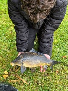 Mirror Carp