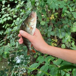 European Perch