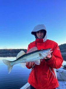 Zander