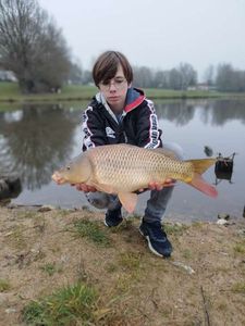 Common Carp