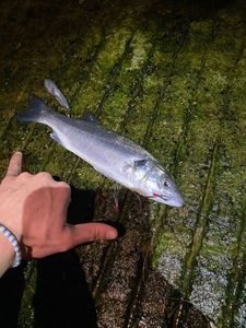 European Bass (Seabass)