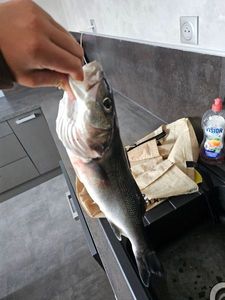 European Bass (Seabass)